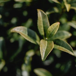 Les propriétés bienfaisante huile de thé vert feuilles beneficial properties green tea oil leaves kodd magazine medias