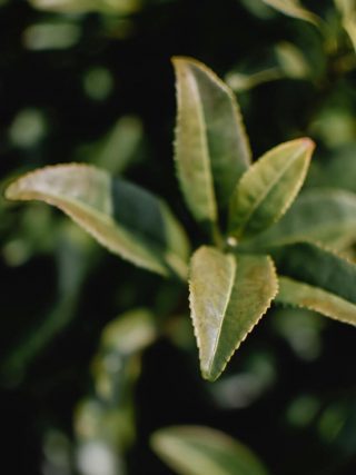 les propriétés bienfaisantes de l’huile de thé vert