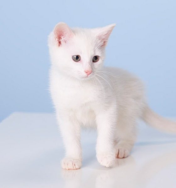 catsan kodd magazine culture lifestyle paola locatelli