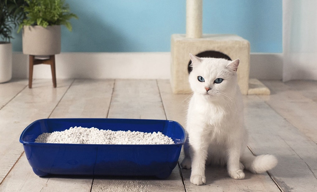 catsan kodd magazine culture lifestyle paola locatelli