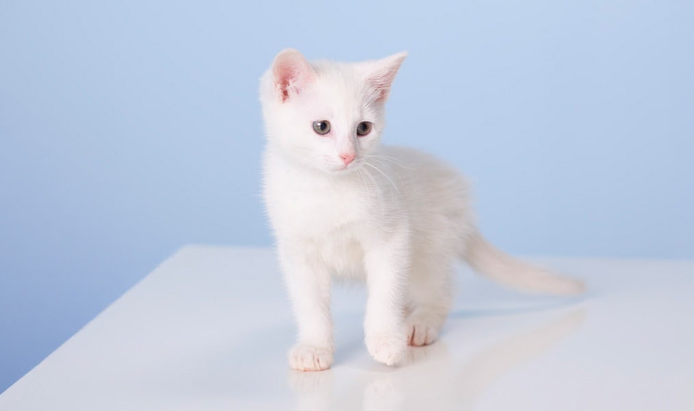 catsan kodd magazine culture lifestyle paola locatelli