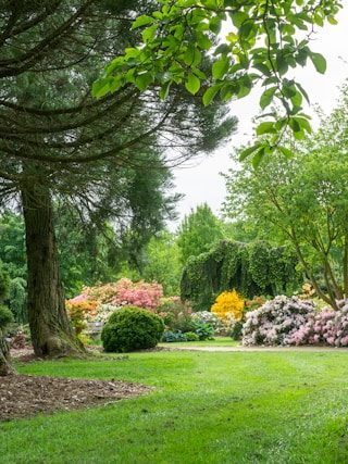 unsplash wietse jongsma jardin nature espace vert kodd magazine medias culture