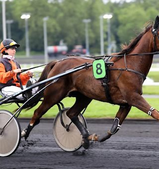 cheval trot grande vitesse kodd magazine medias culture
