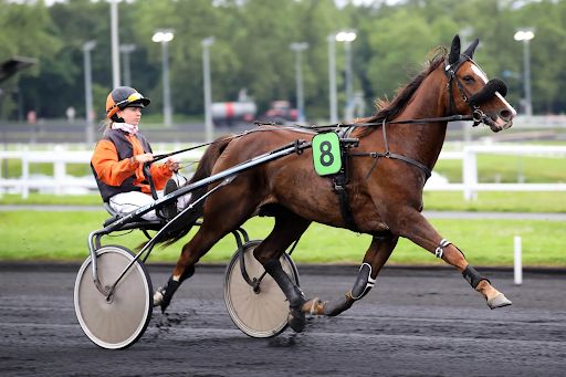 cheval trot grande vitesse kodd magazine medias culture