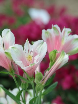 symphonies vegetales william christie journees des plantes de chantilly kodd magazine medias culture lifestyle