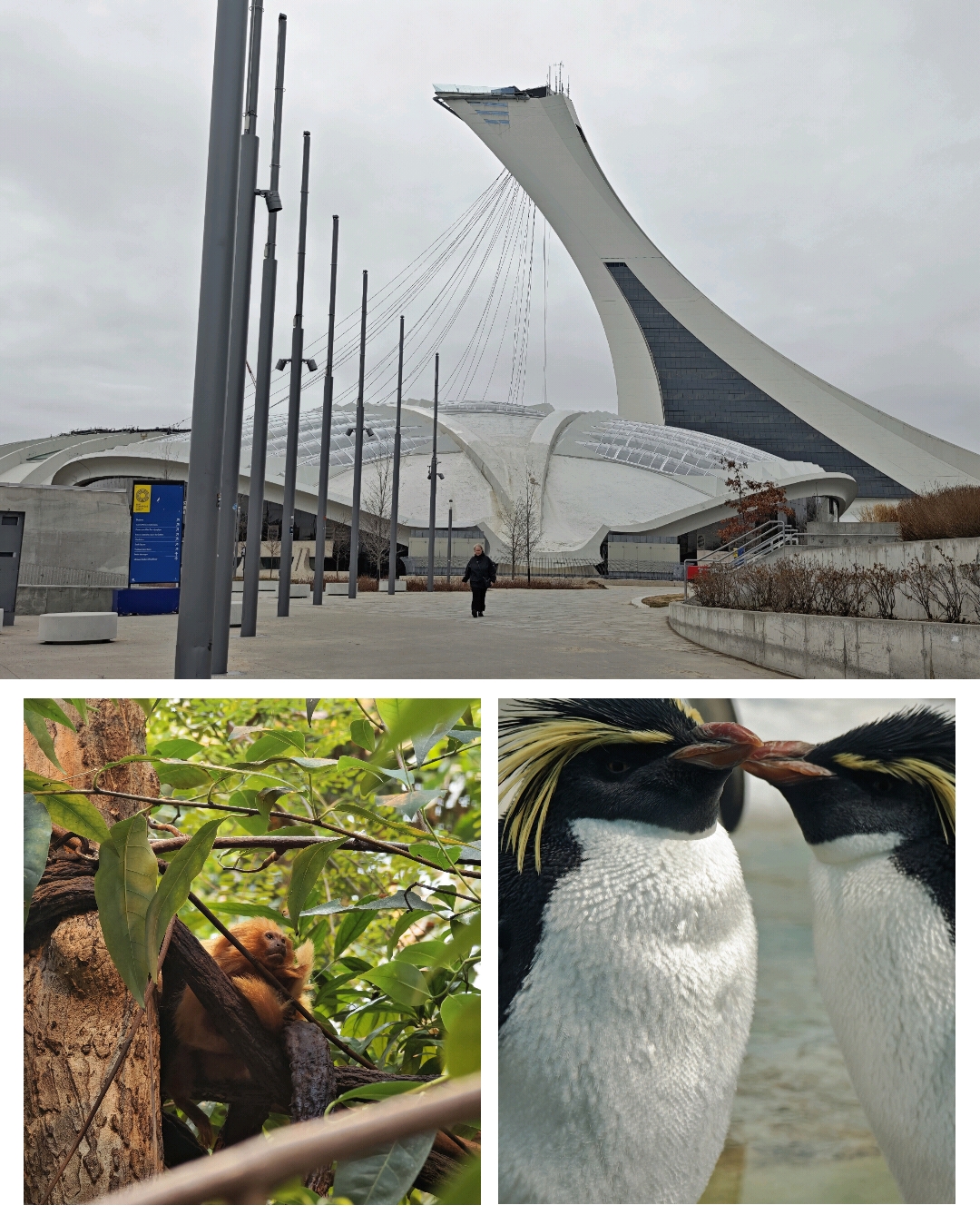 montreal biodome montreal montreal biodome montreal